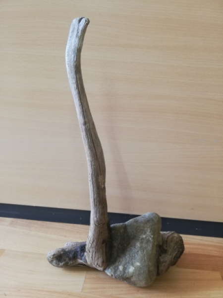37 cm lange Wurzel mit Steineinschluss